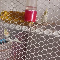 عروس هلندی|پرنده|سیرجان, |دیوار