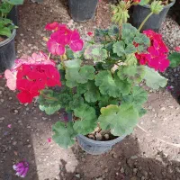 فروش گل و گیاه