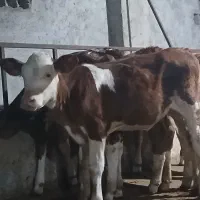 گاو وگوسال|حیوانات مزرعه|تهران, شهرک ولیعصر جنوبی|دیوار