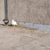 مرغ و خروس|حیوانات مزرعه|زاهدان, |دیوار