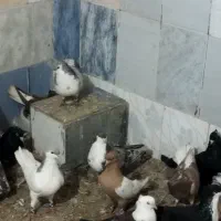 کبوتر جفت گاه|پرنده|مشهد, شهید بهشتی|دیوار