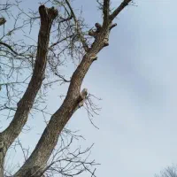 *خریدار انواع چوب تر ،خشک*