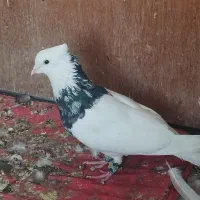 فروش کفتر