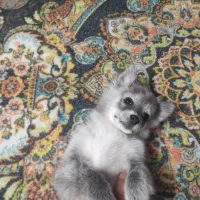 توله پامر اشپیتز