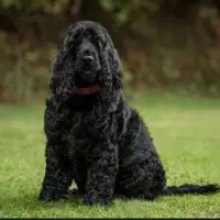 کوکر اسپانیش