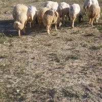 گوسفند داشتی بره دار