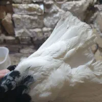 دم سفید ماده ۱۴دم