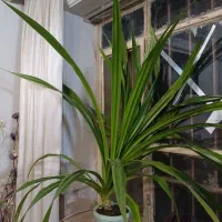 گل پاندانوس