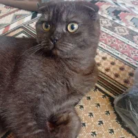 گربه اسکاتیش رنگ طوسی