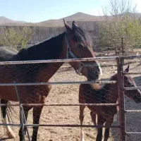 اسب مادیون بهمراه کره و اسب نریون|اسب و تجهیزات اسبسواری|خوانسار, |دیوار