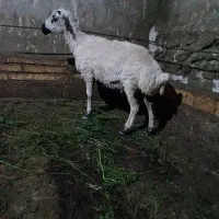 تخلو جوان