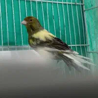 قناری سبز  نر مست