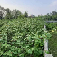 فروش 1200 متر باغ کیوی درپلاسی