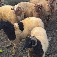 بره های نر فروشی مخصوص قربانی و داشتی و قصابی|حیوانات مزرعه|سیاهکل, |دیوار