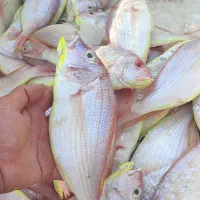 بندر ماهشهر