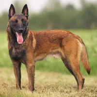 بلژین مالینویز اورجینال ماده ۱۱ ماهه شناسنامه دار