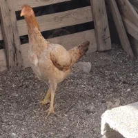 2عدد مرغ لاری دورگه بفروش می رسد