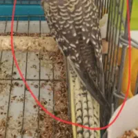 عروس هلندی معاوضه