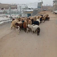 گوسفند بره|حیوانات مزرعه|جوانرود, |دیوار