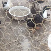 اردک