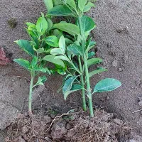 قلم کرتی شمشاد|حراج|کلاچای, |دیوار