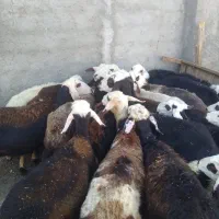 میش و بره پلنگی