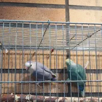 طوطی برزیلی مولد|پرنده|شوشتر, |دیوار