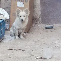 سگ پامر ۳ تومن خیلی مهربون