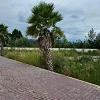 نشتارودزمین شهرکی280متر.باتمامی امتیازات.اقساطی|فروش زمین و ملک کلنگی|نشتارود, |دیوار