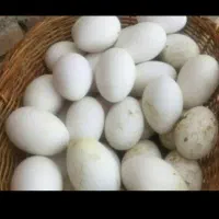 تخم غاز طبیعی