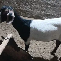 بزدورگ پاکستانی دوقلو زا بامورسیاه دوقلو زا وشیرا0|حیوانات مزرعه|یزد, |دیوار