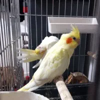 عروس هلندی مولد با۲تا جوجه وقفس ۱۰۳۳