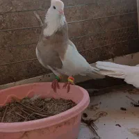 کفتر