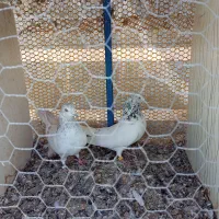 فروش تعداد کبوتر