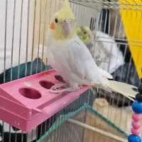 عروس هلندی ومرغ عشق|پرنده|شادگان, |دیوار