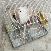 قفس پرنده|لوازم جانبی حیوانات|چناران, |دیوار