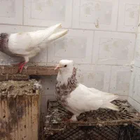 کبوتر رنگی و پلاکی