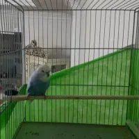 مرغ عشق. عروس هلندی. قناری|پرنده|فردیس, منظریه|دیوار