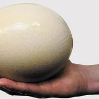 تخم نطفه دار و خوراکی شترمرغ