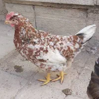 مرغ گلین|حیوانات مزرعه|اصفهان, وحید|دیوار