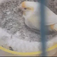 جفت قناری نروماده با ۴جوجه