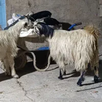 بیگ|حیوانات مزرعه|شوشتر, |دیوار