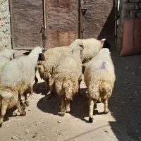۱۰عدد گوسفند شیره دار  پستان کرده. دوقلو زا|حیوانات مزرعه|ایلام, |دیوار