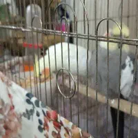 یک جفت عروس هلندی