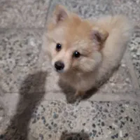 توله پامر اصلی 6تومن