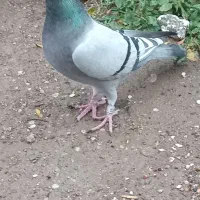 گبوترمسافتی|پرنده|مینودشت, |دیوار