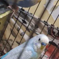 جفت مرغ عشق|پرنده|اهواز, ۳۰ متری|دیوار