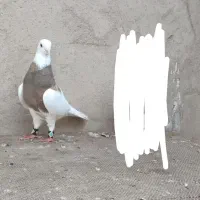 طوقی آجری ذات دار