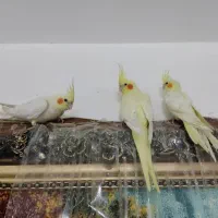 عروس هلندی نر و ماده|پرنده|بندر ماهشهر, |دیوار