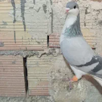 سلام یازده عدد کبوتر پرشی به شرط